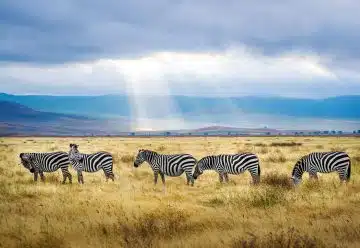 Parc National en Tanzanie